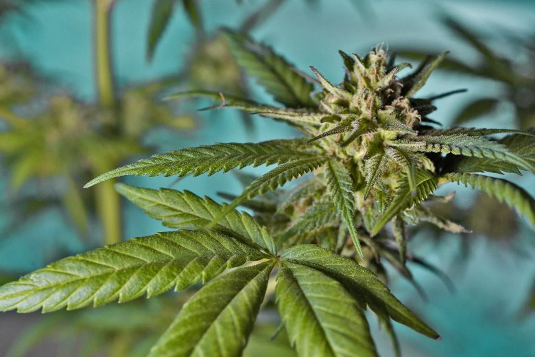 marijuana bonsai di cannabis light