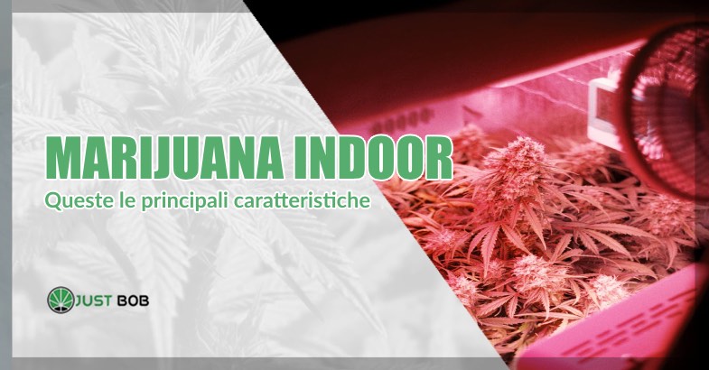 marijuana indoor caratteristiche