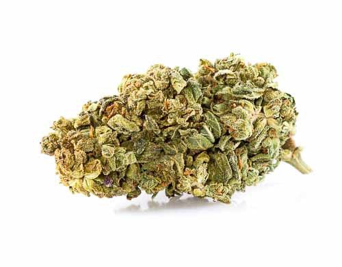 Cannabis Light Purple GG #4