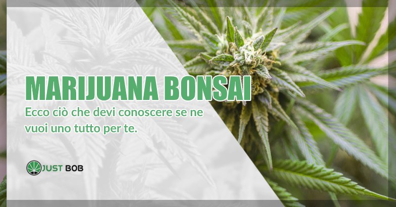 Marijuana bonsai di canapa light