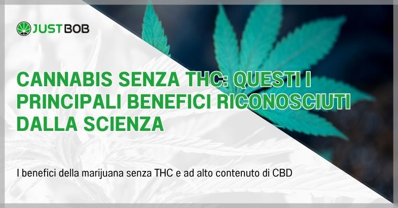 Cannabis senza THC: questi i principali benefici