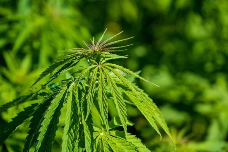 ddl-cannabis-legale-e-legalizzazione-marijuana-1