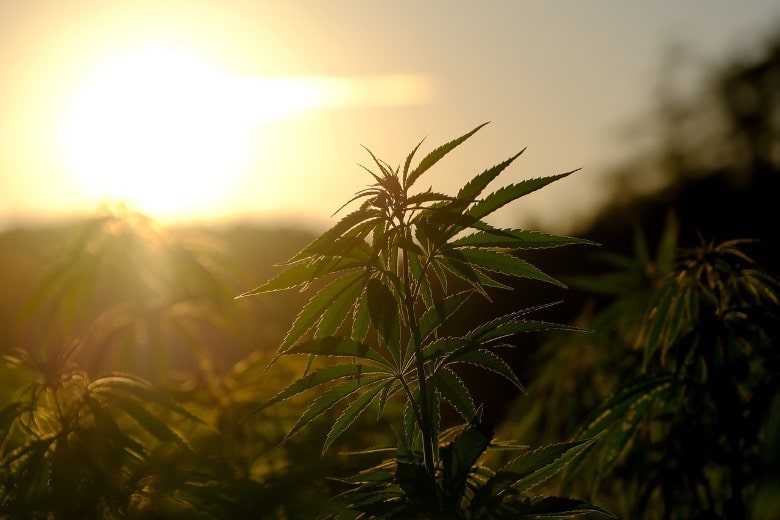 piantare cannabis rischi e perché acquistare cannabis light