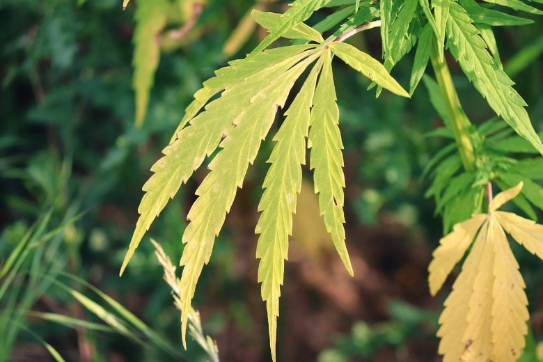 punte foglie gialle canapa e carenze nutrizionali cannabis