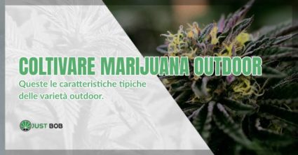 Coltivare marijuana outdoor