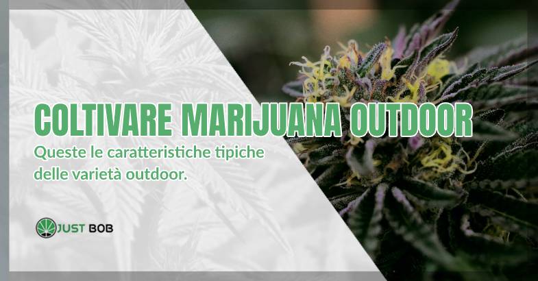 Coltivare marijuana outdoor