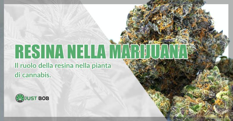 Resina nella marijuana legale e classica