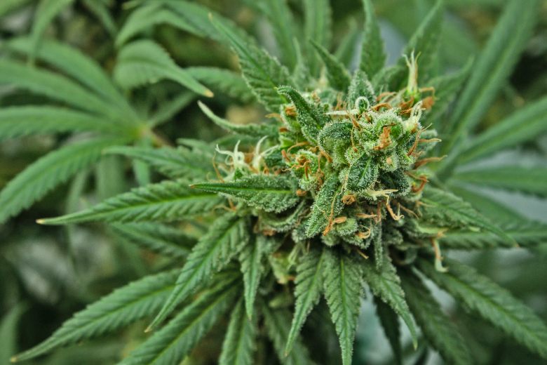 coltura all'aperto di cannabis legale