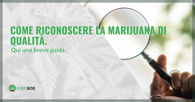 Come riconoscere la marijuana di qualità con l'analisi visiva