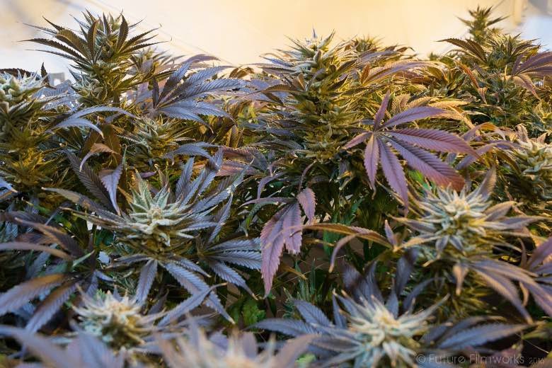 Come riconoscere una pianta di marijuana maschio o femmina