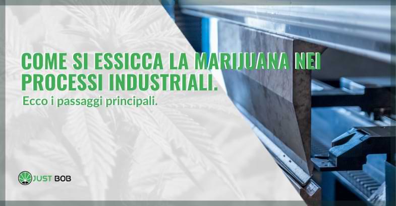 Come si essicca la marijuana nelle industrie