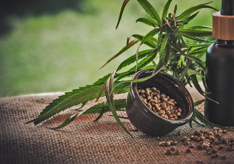 dove comprare semi di cannabis e olio cbd