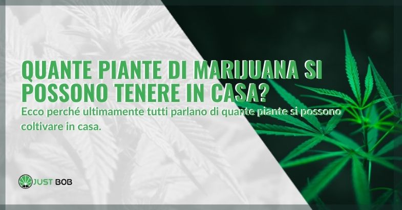 Quante piante di cannabis è permesso tenere a casa?