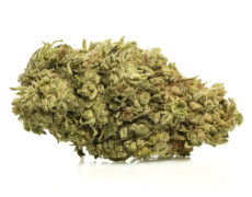 Fiore di cannabis light ricco di Zkittles CBG, coltivazione biologica e sostenibile