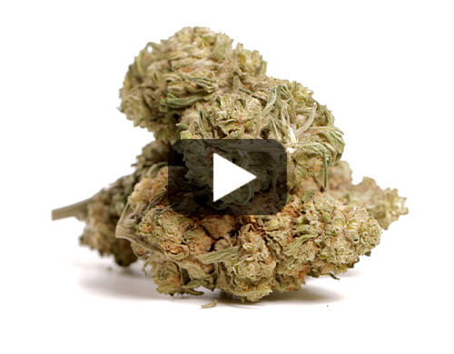 anteprima video di fiori di cannabis light, qualità CBG elevata per uso legale