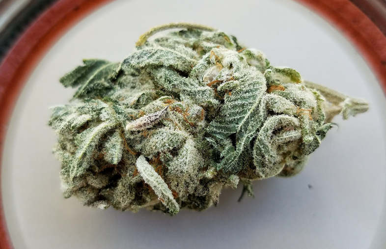 bocciolo di cannabis CBD legale