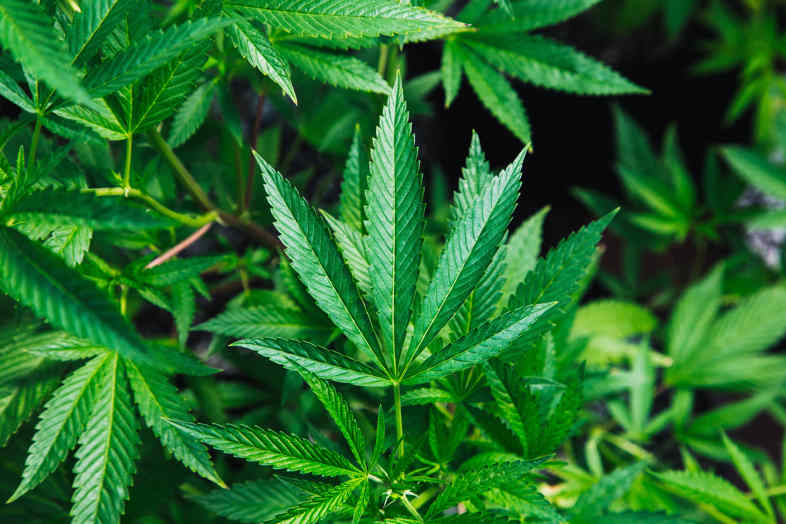 foglia di marijuana CBD legale