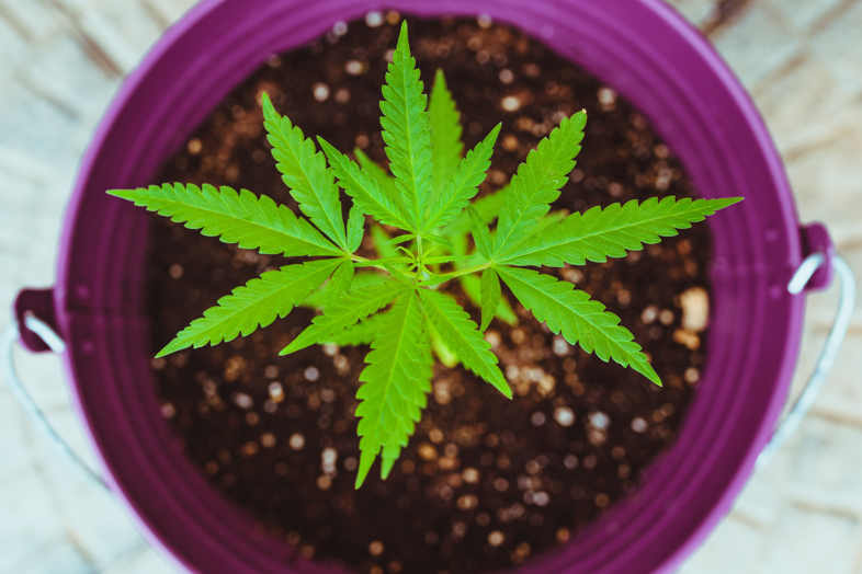 marijuana legale