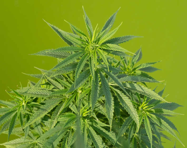 pianta di cannabis a bassa % di Thc