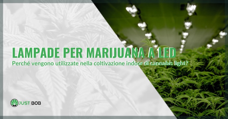 lampade marijuana legale a led