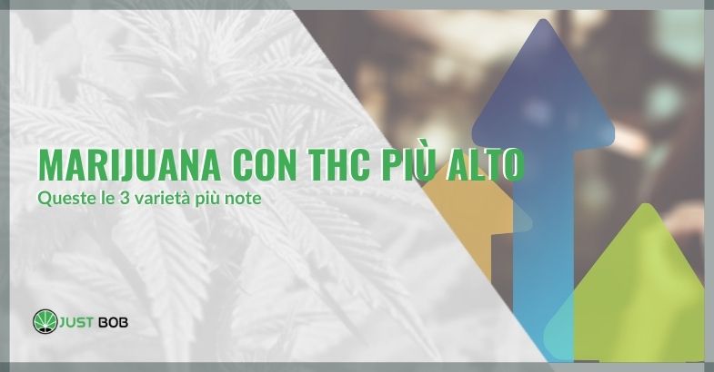 Marijuana con thc più alto: queste le 3 varietà più note