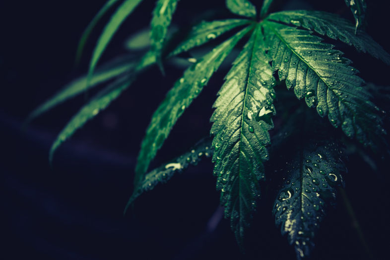 foglia di marijuana si può acquistare online?