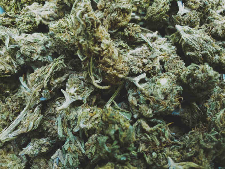 comprare boccioli di marijuana