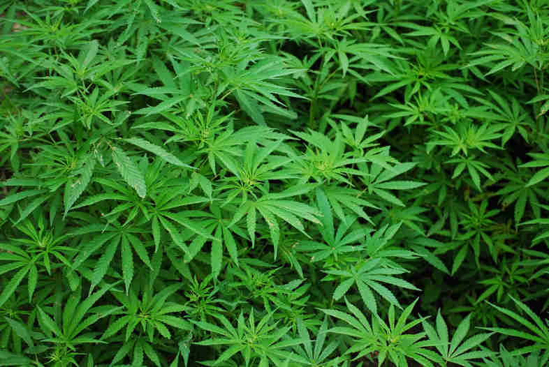 foglie di marijuana
