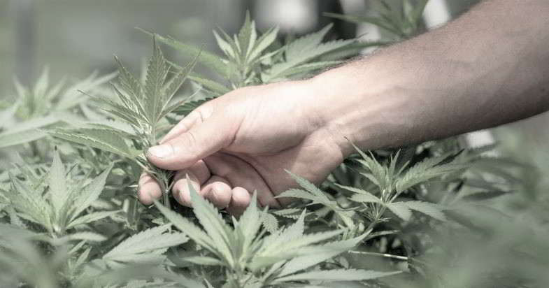 Relazione tra terpeni e coltivazione della pianta.