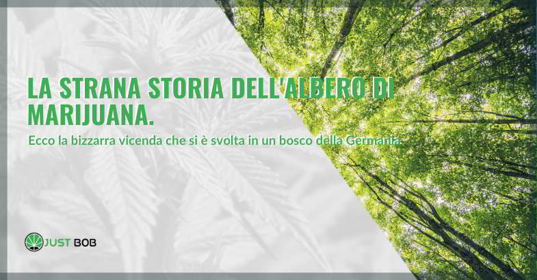 Albero di marijuana