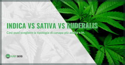 canapa indica vs sativa vs ruderalis