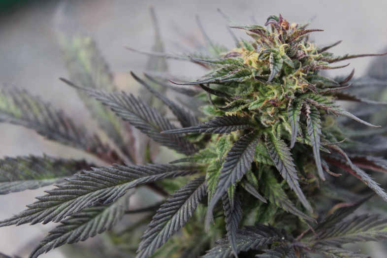 la cannabis terapeutica in Italia è utilizzabile su prescrizione medica
