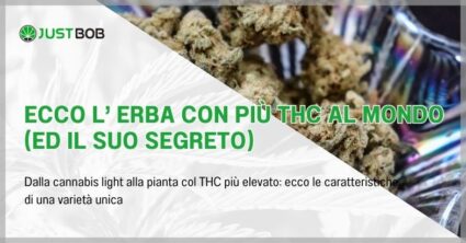 Ecco l' erba con più thc al mondo (ed il suo segreto)