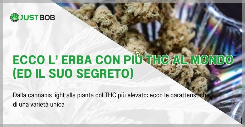 Ecco l' erba con più thc al mondo (ed il suo segreto)