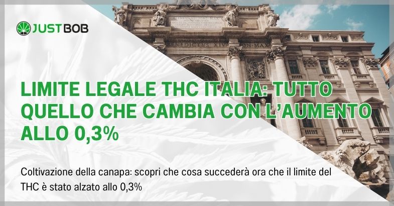 Limite legale THC Italia: tutto quello che cambia con l’aumento allo 0,3%