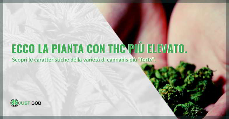 Scopri la pianta con THC più elevato.