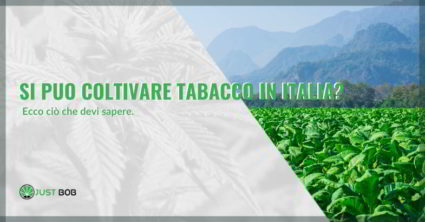 Si può coltivare tabacco in Italia senza autorizzazione