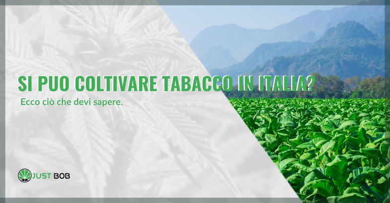 Si può coltivare tabacco in Italia senza autorizzazione
