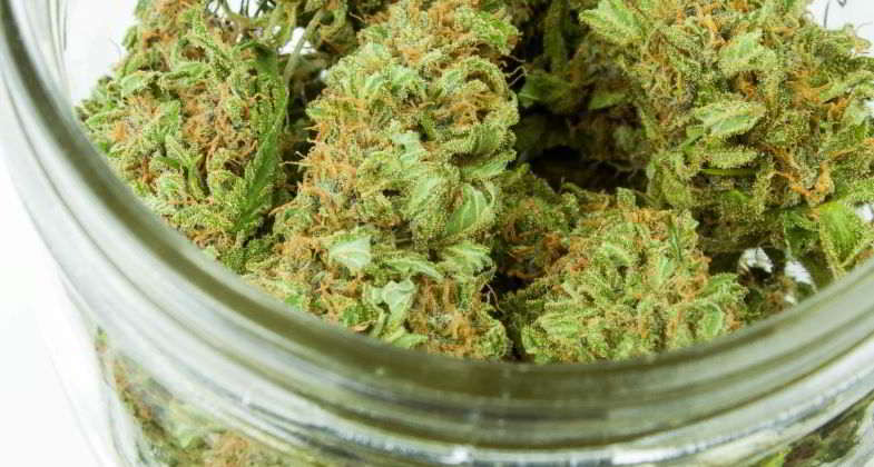Terpeni e la loro funzione.