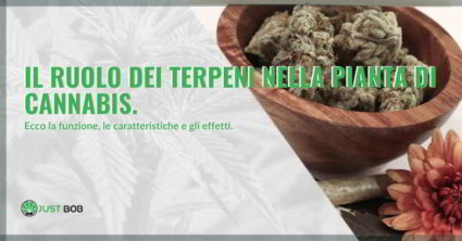 terpeni e il loro ruolo Scopri i terpeni e il loro ruolo.