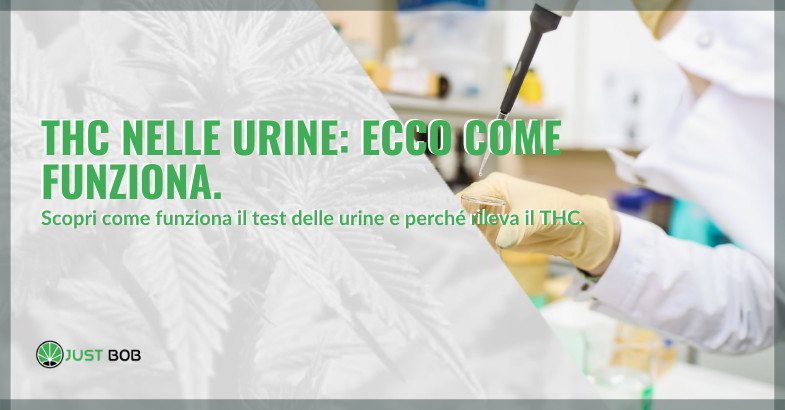 THC nelle urine fumatore cronico