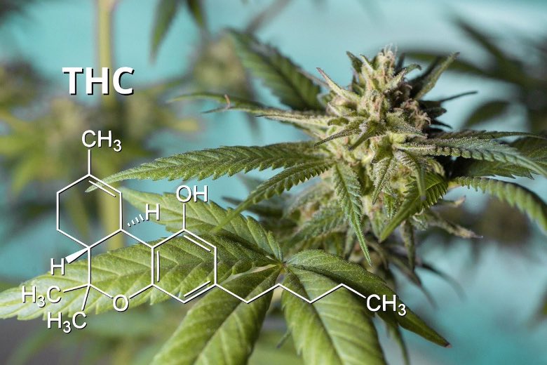 marijuana ad alto contenuto di THC