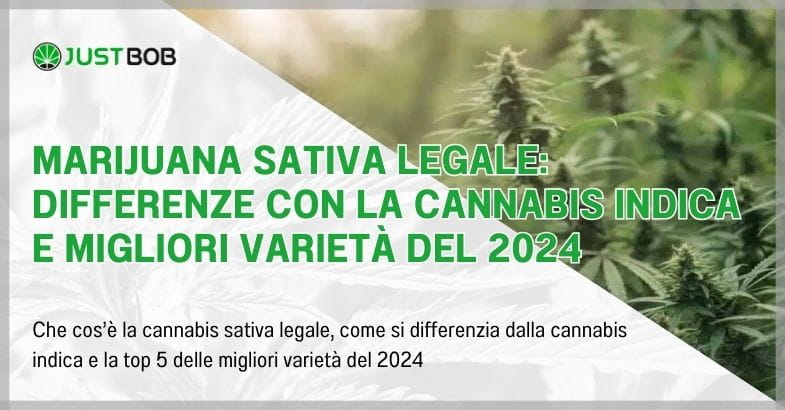 Marijuana sativa legale: differenze con la cannabis indica