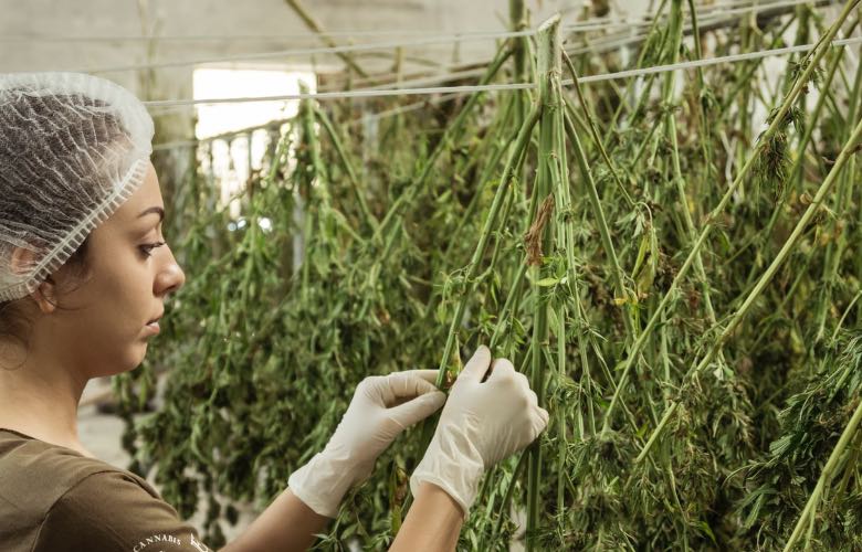 raccolta e concia di cannabis light zkittles CBG