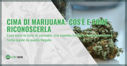 cima di marijuana