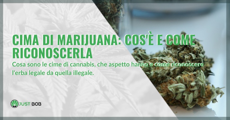 Marijuana legale: cos'è, come si assume, che benefici ha - BitMat