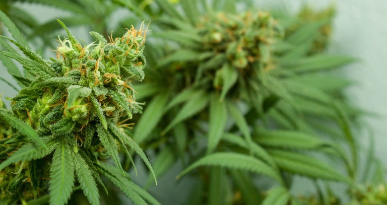 foglie e fiori di cannabis ricoperti di resina cbd
