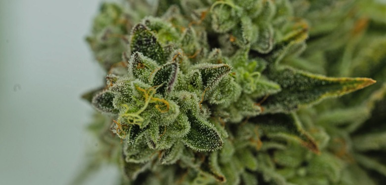tricomi della cannabis che secernono cbd
