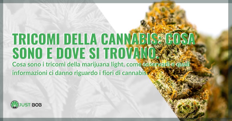 Tricomi della cannabis