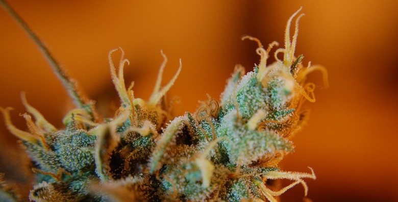 fiore di cannabis light con tricomi maturi